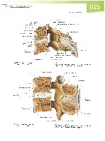 Sobotta  Atlas of Human Anatomy  Trunk, Viscera,Lower Limb Volume2 2006, page 32